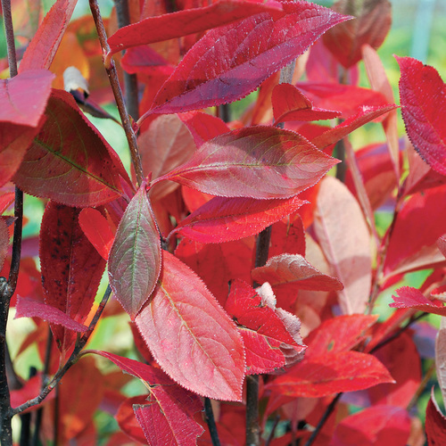 Native Shrub Alternatives to Overused Plants in the Mid-Atlantic - Fine Gardening