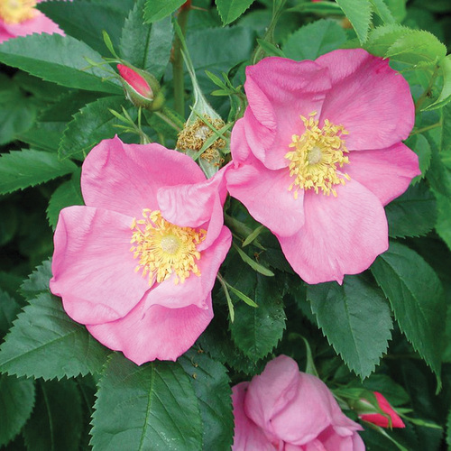Native Shrub Alternatives to Overused Plants in the Northeast - Fine Gardening