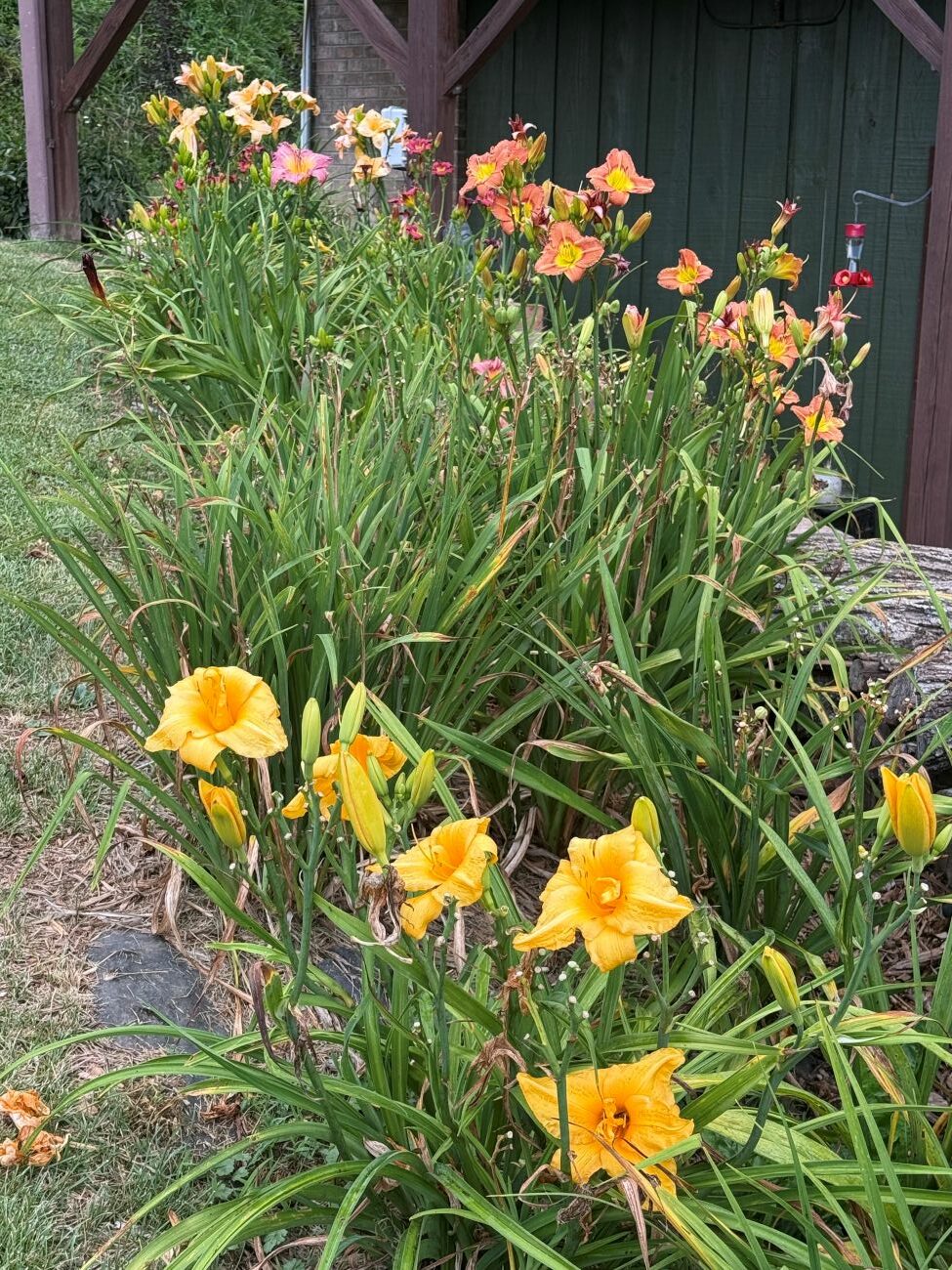 Daylilies