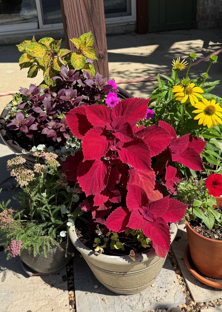 Container plants