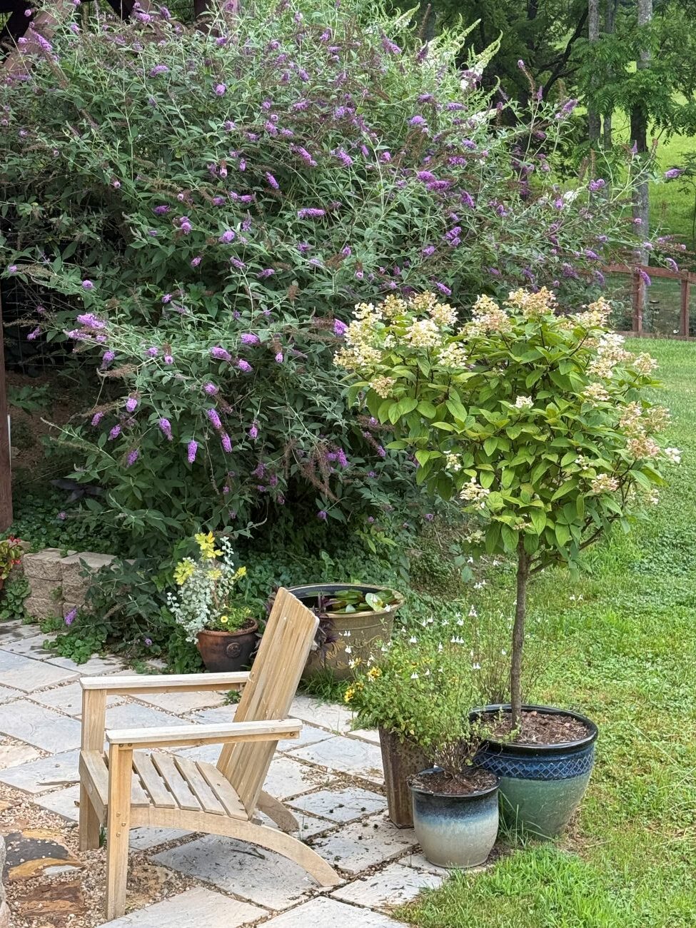 Shrubs and seating area