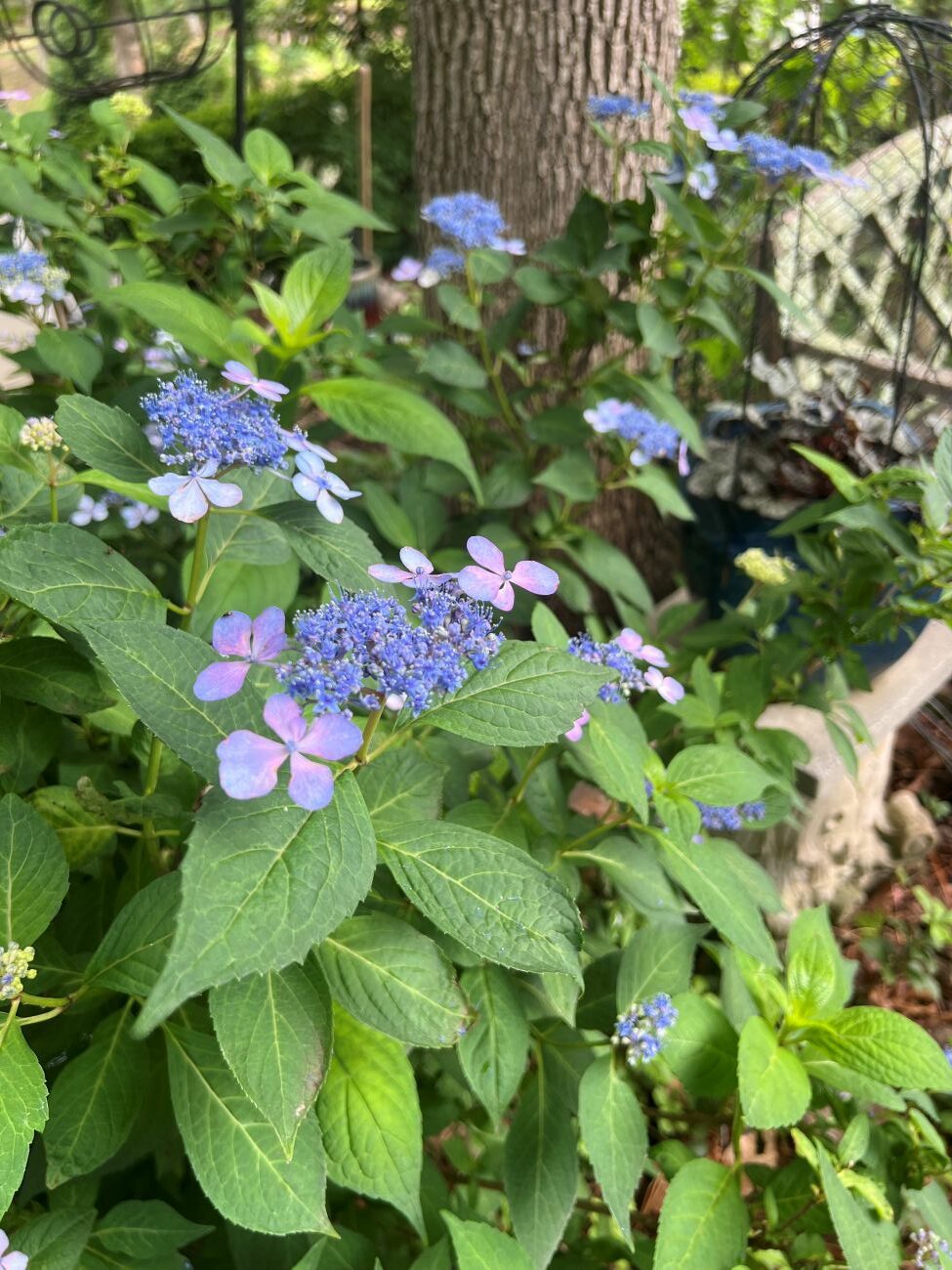 blue lace cap hydrangea Perennial bed