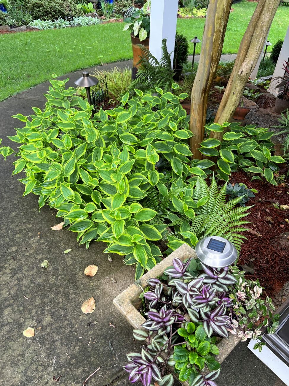 perennial bed