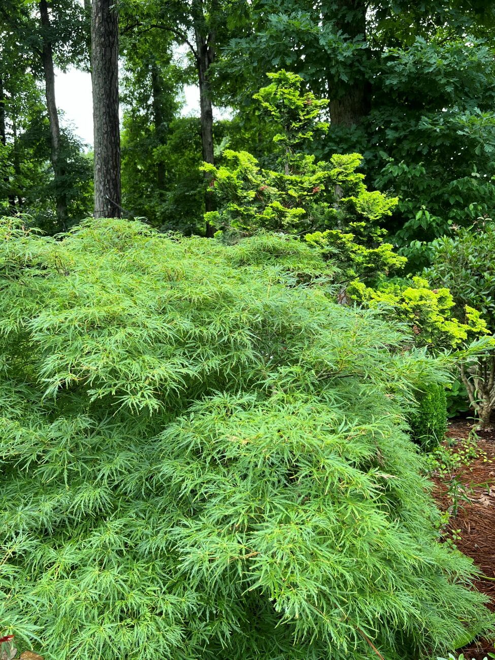 Japanese maple and cypress