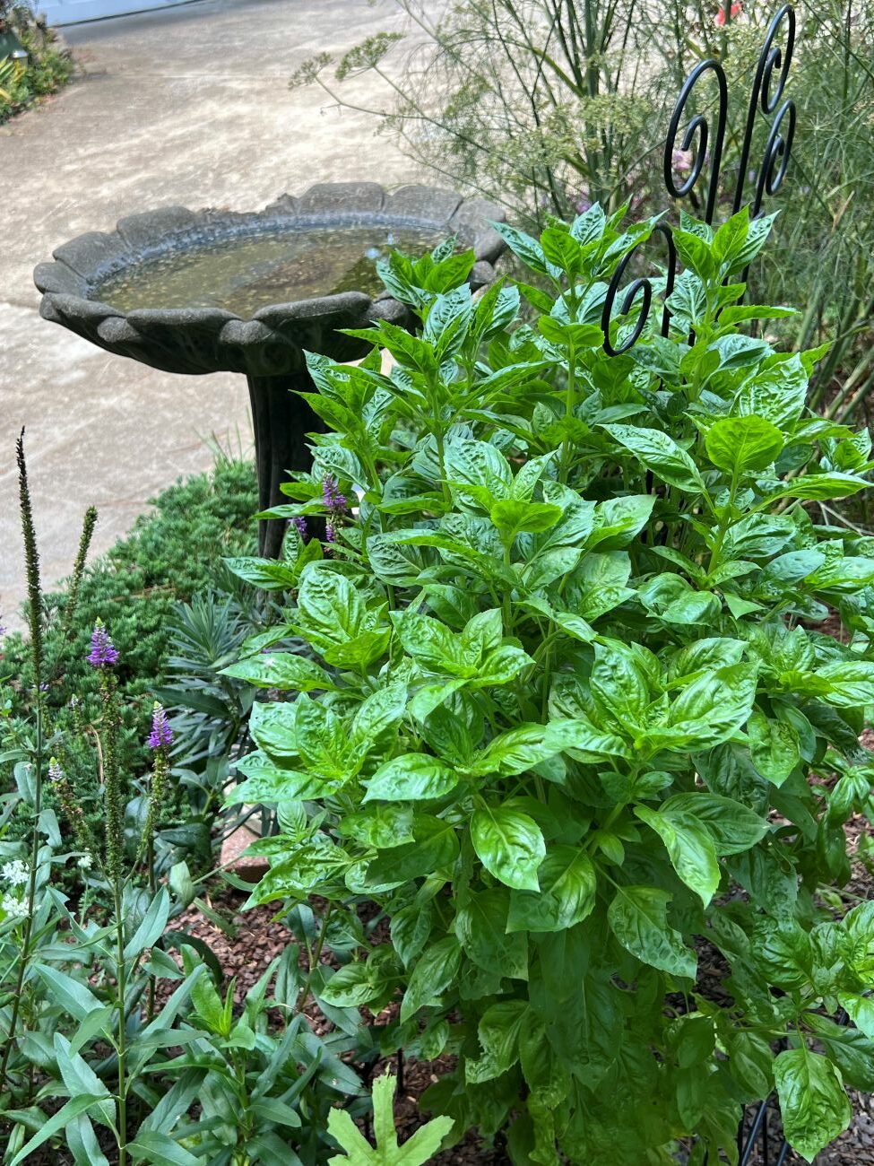 basil plant, birdbath