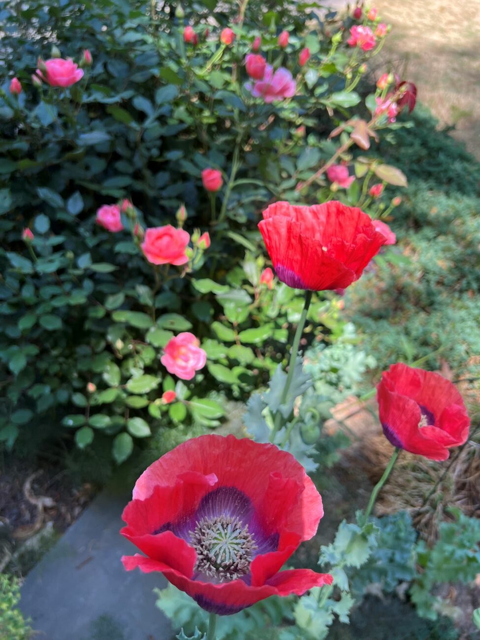 poppy, rose