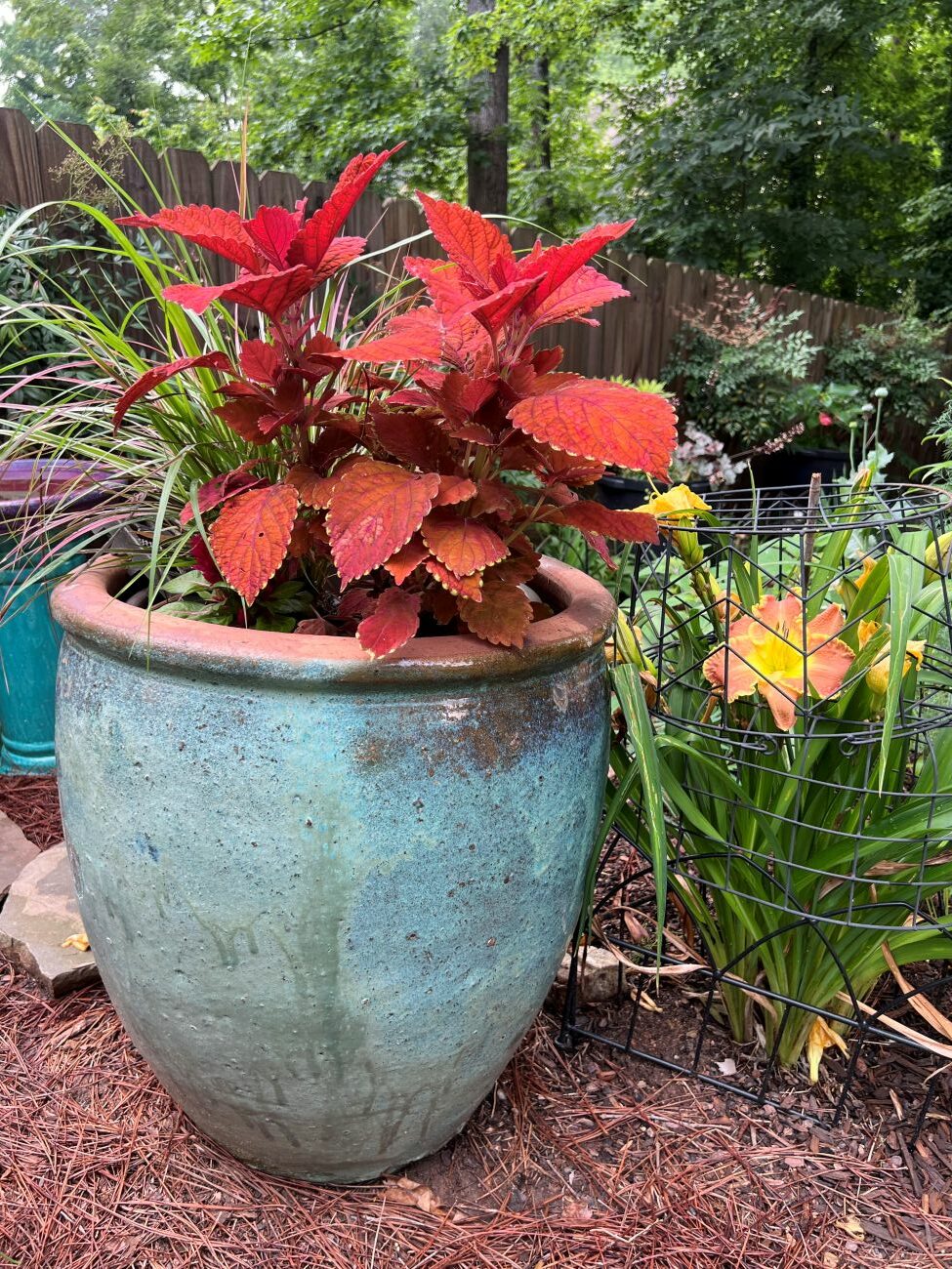 coleus, container