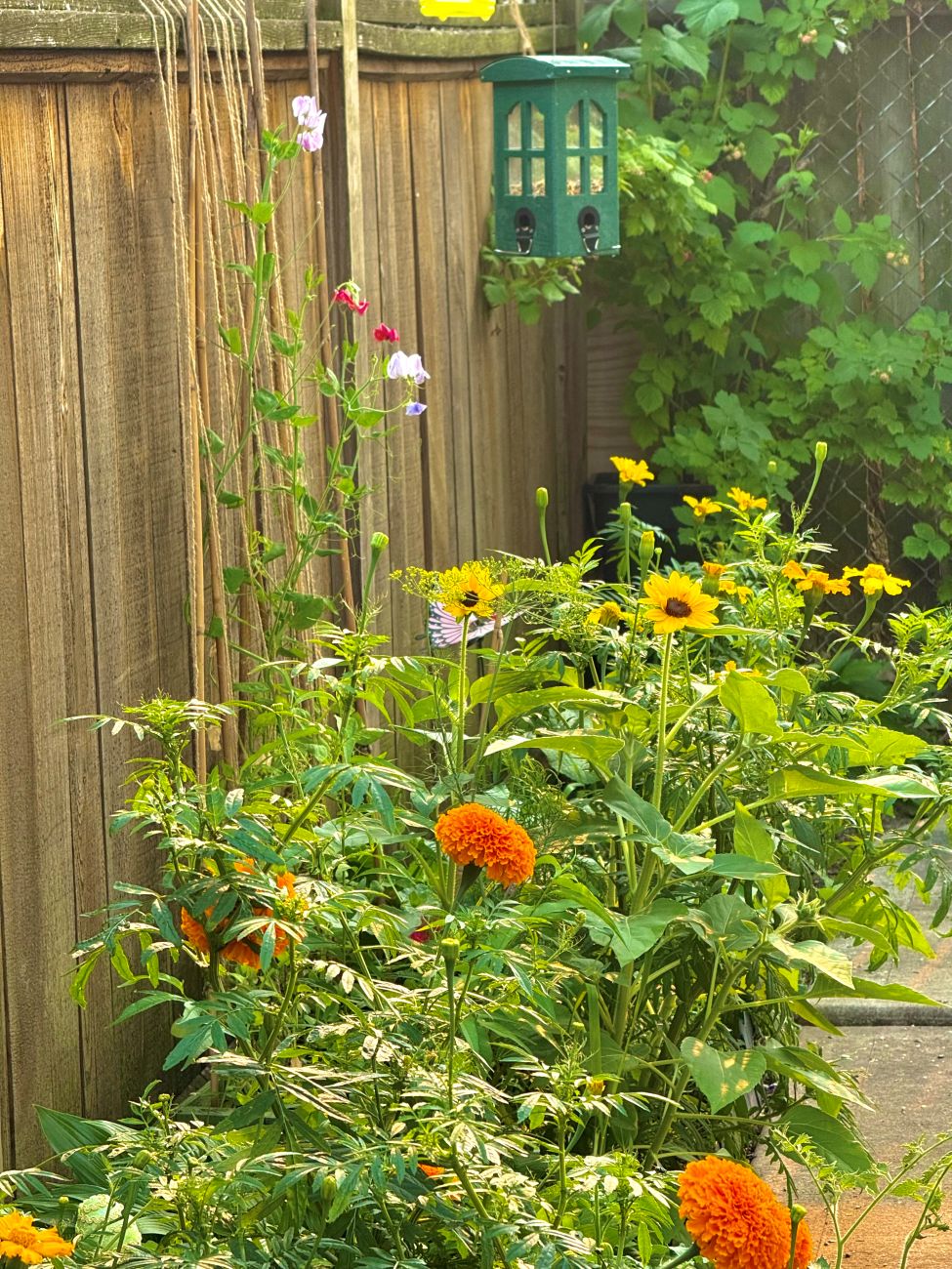 backyard border, marigolds, sunflower