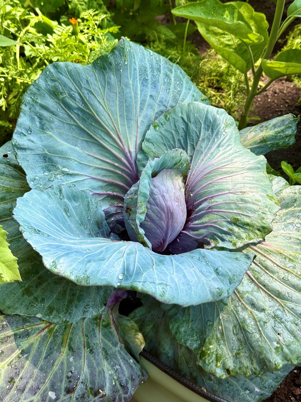 red cabbage