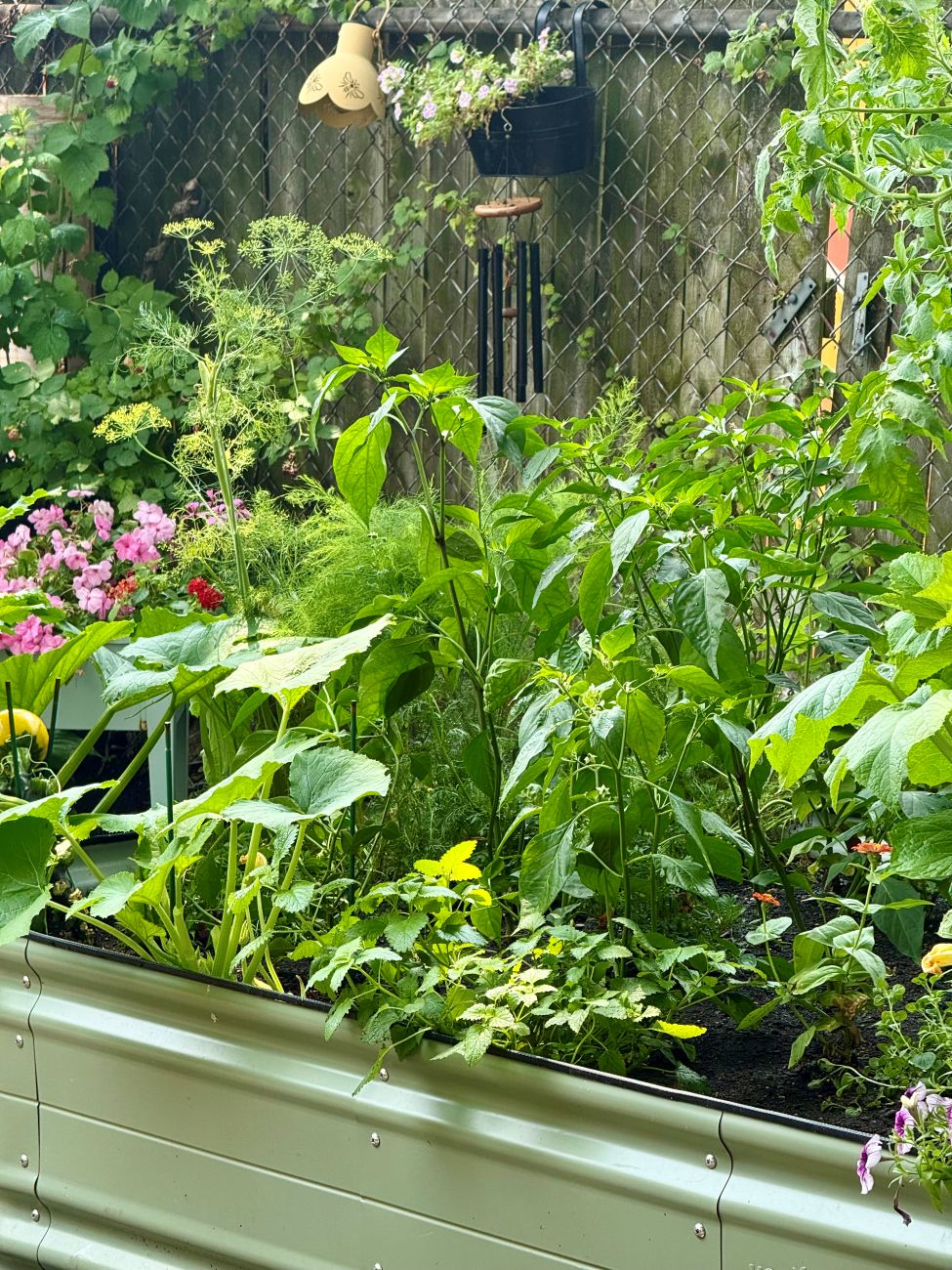 Raised bed, mixed vegetable bed, peppers, lemon balm, zucchini