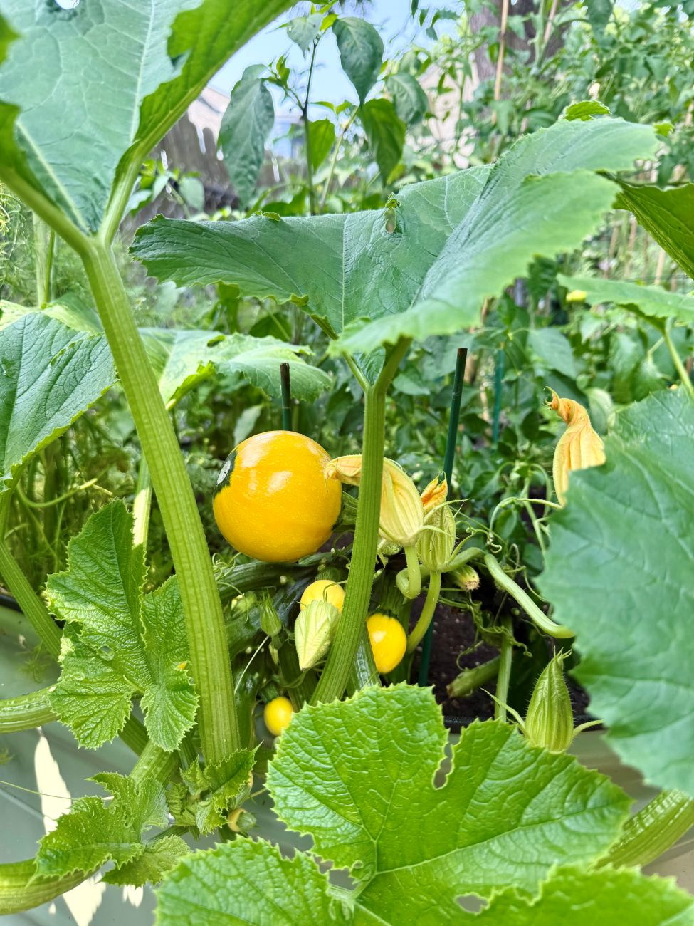 'sunball' summer squash