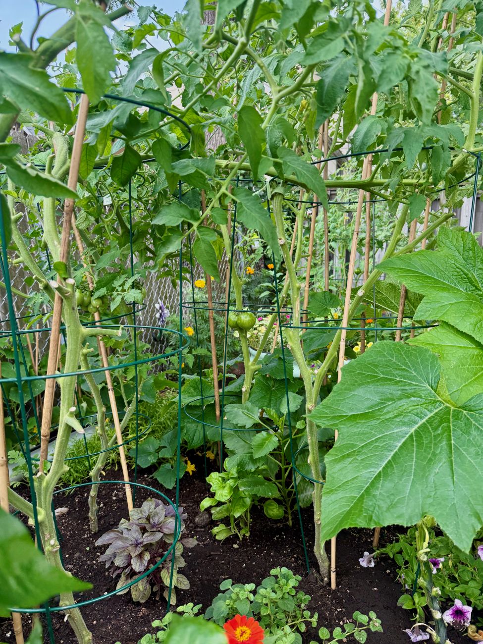 raised bed, tomatoes, basil, oregano