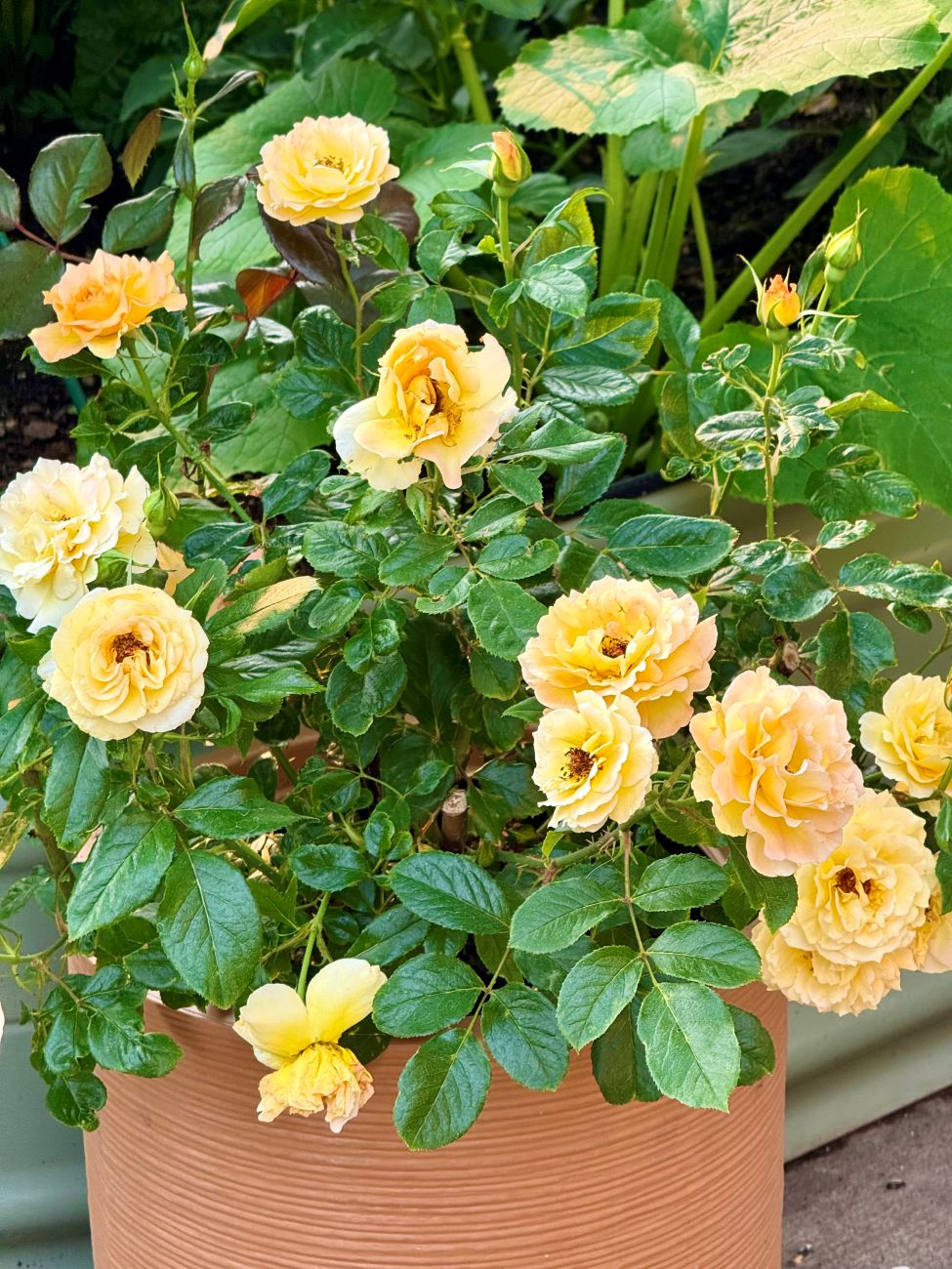 Ruffled Romance floribunda rose