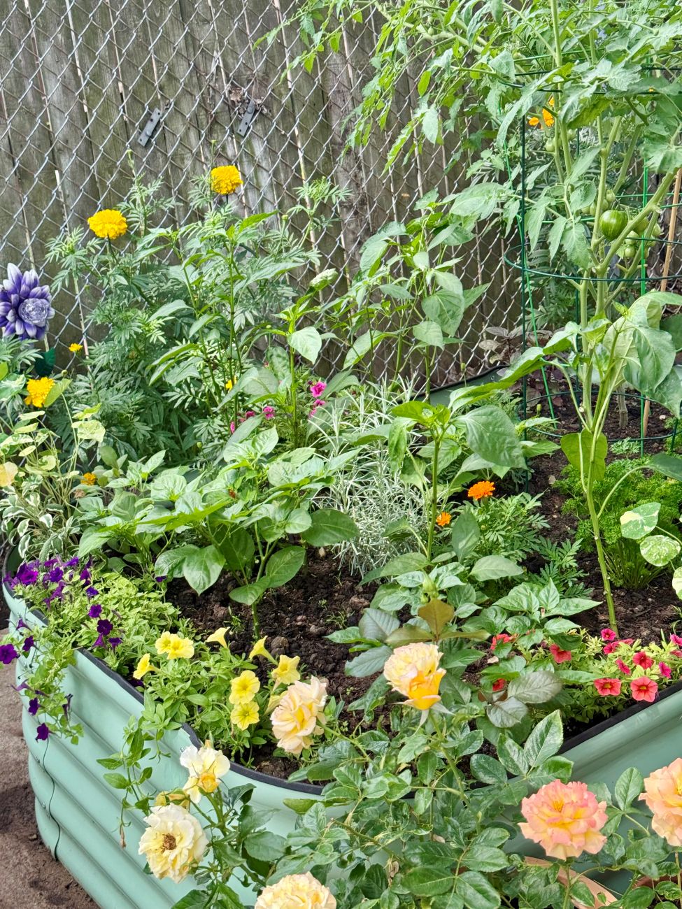 raised bed, rose, peppers, herbs, vegetables