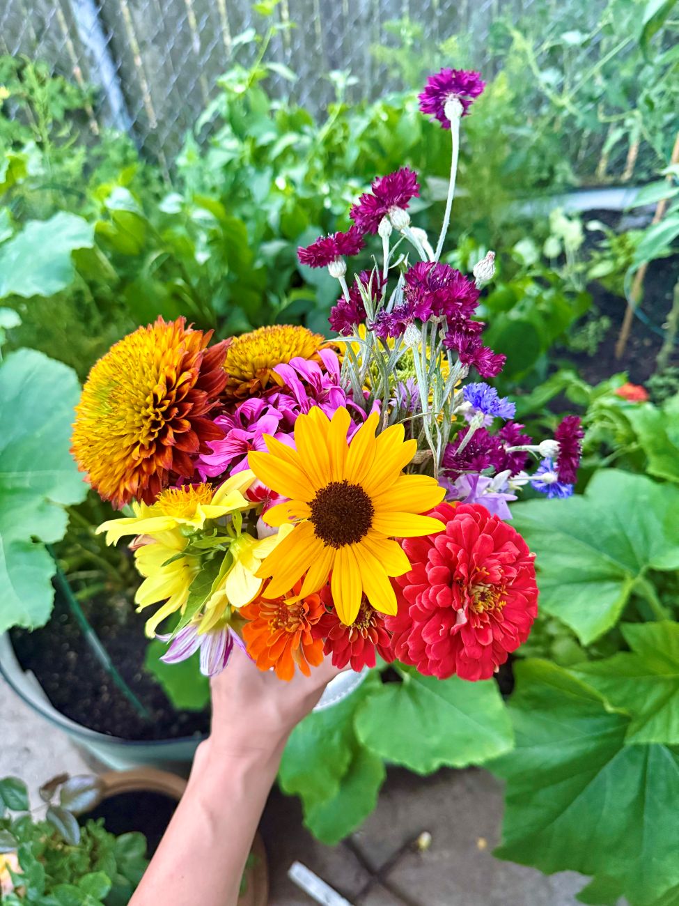 Cut flowers
