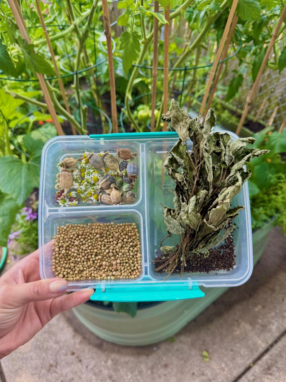 seed saving