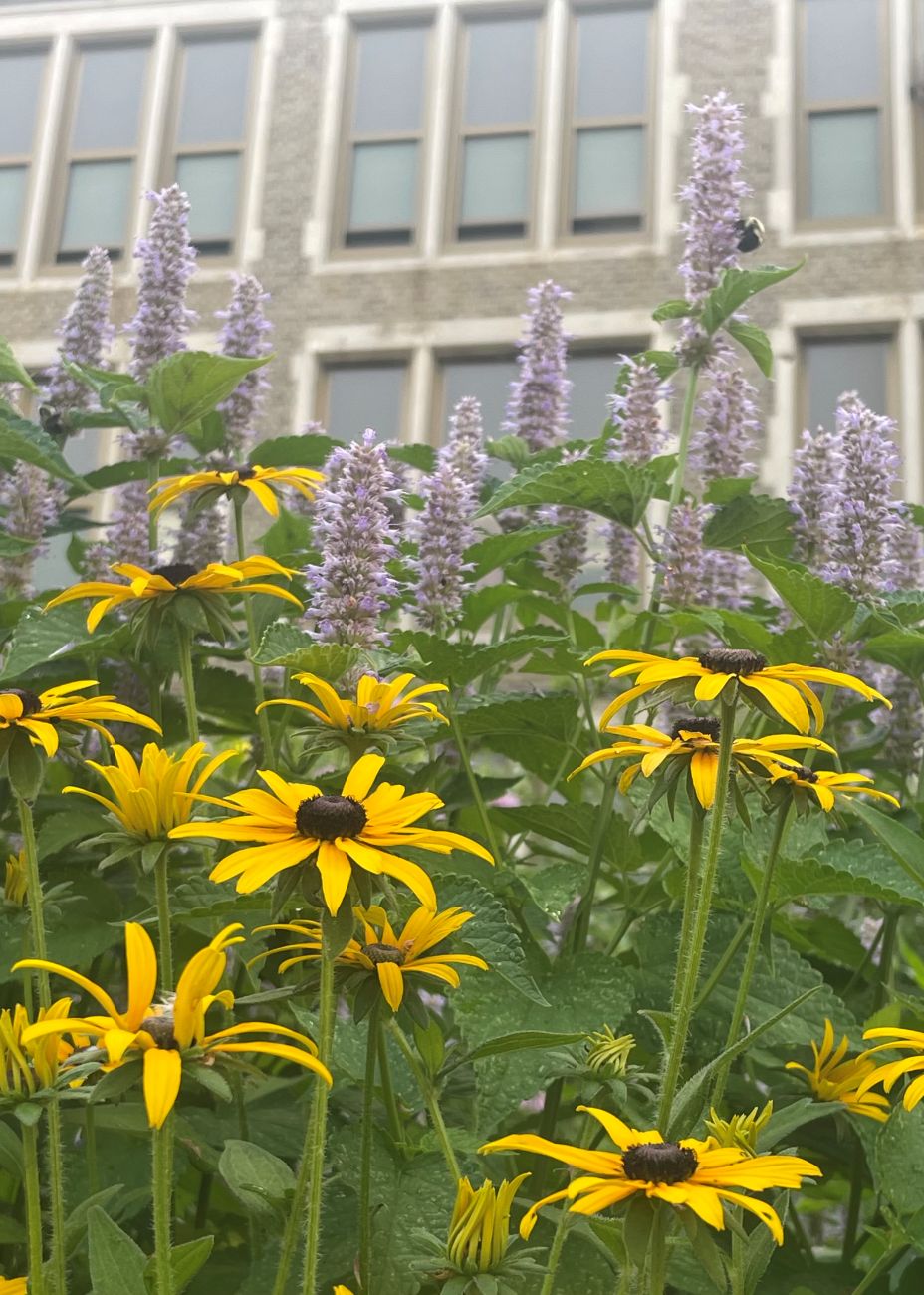 Rudbeckia, Native Agastache