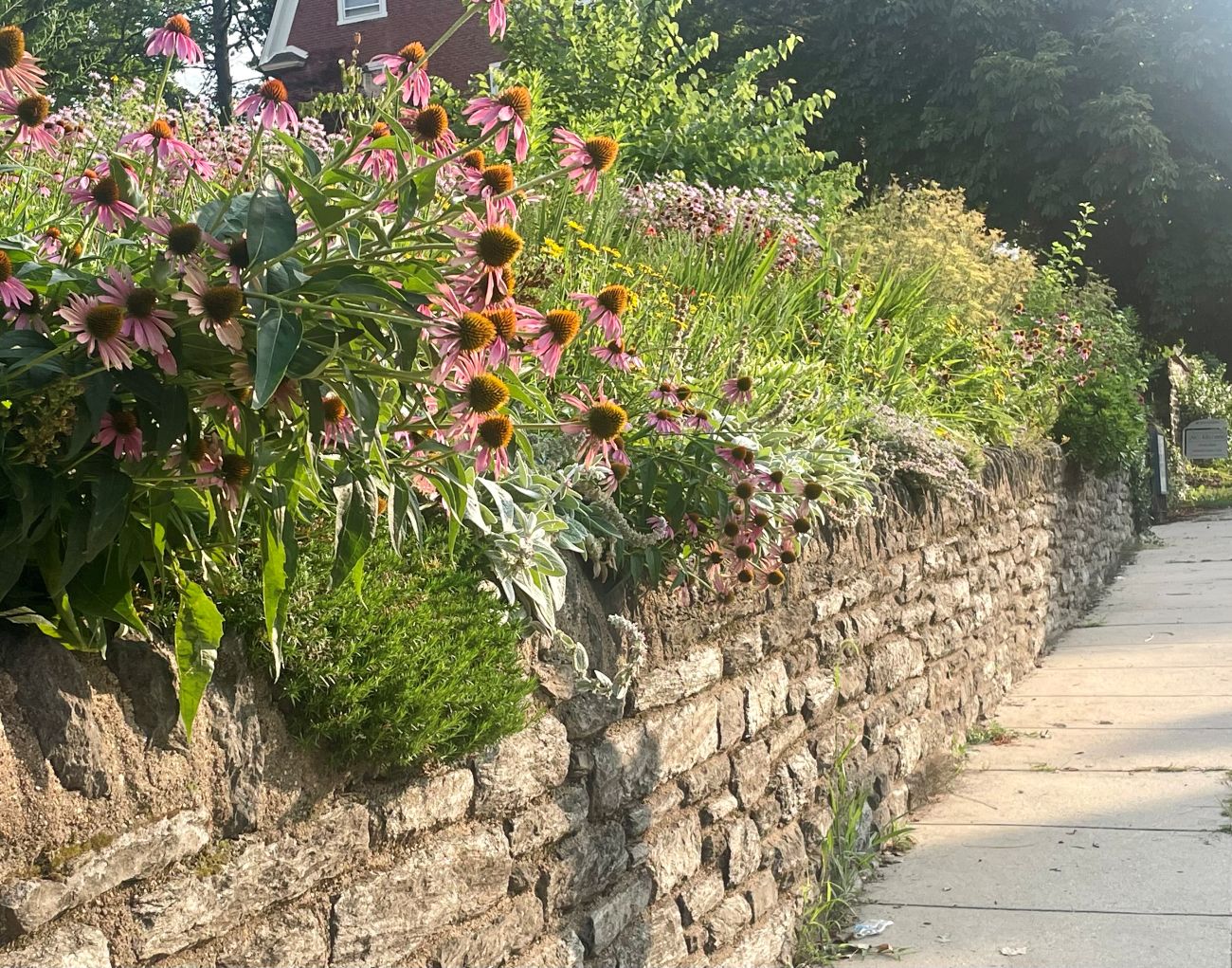 retaining wall, echinacea, lambs ear, drought tolerant plats