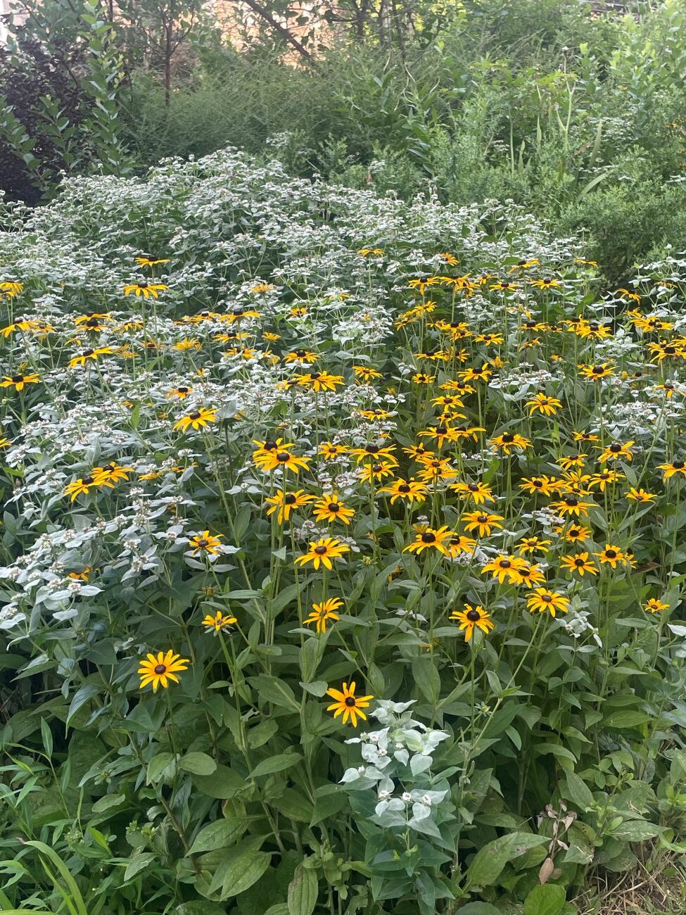 Rudbeckia, mountain mint