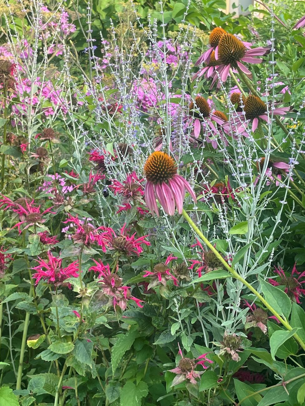 echinacea, bee balm, russian sage