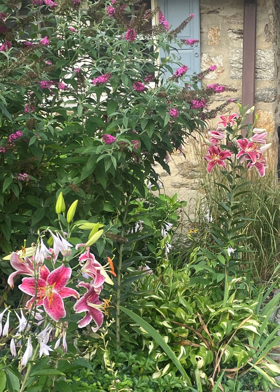 Stargazer lilies, hosta, Buddleia ‘Miss Molly’