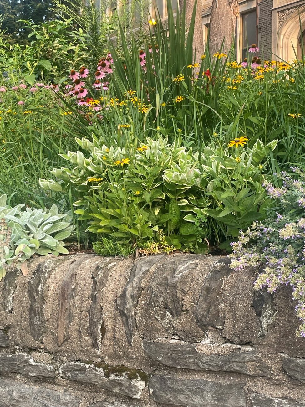 lamb's ear, Solomon seal, nepeta