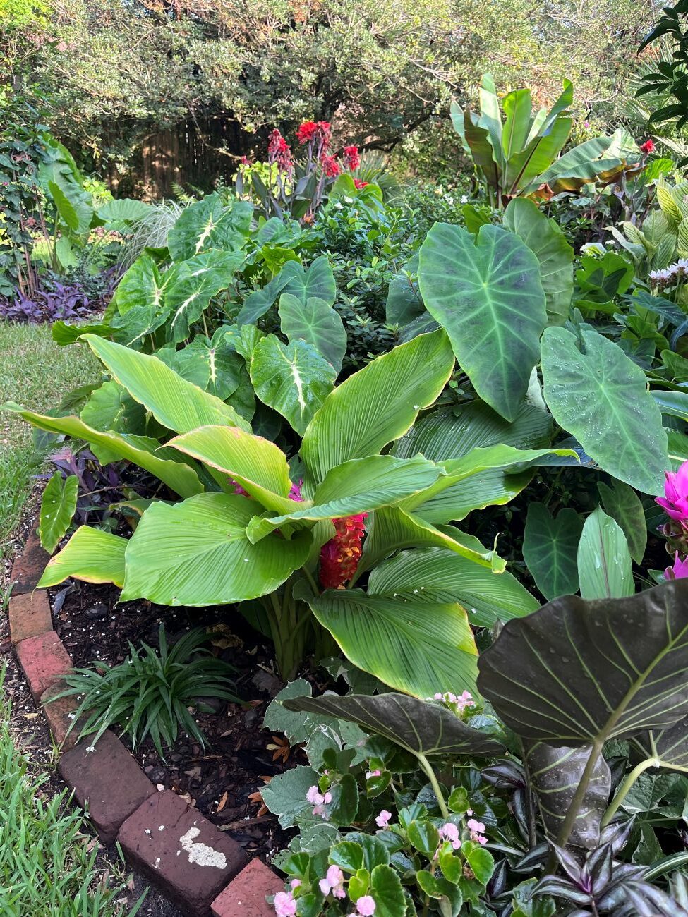 Giant curcoma, colocasia Maui Sunrise and Coalminer