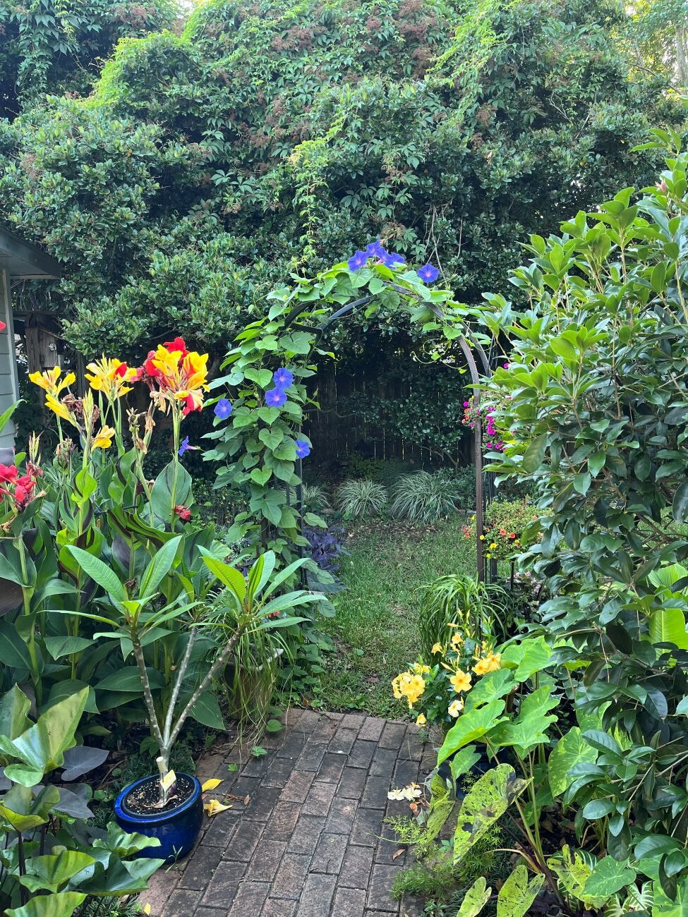 morning glories, canna Cleopatra, plumeria