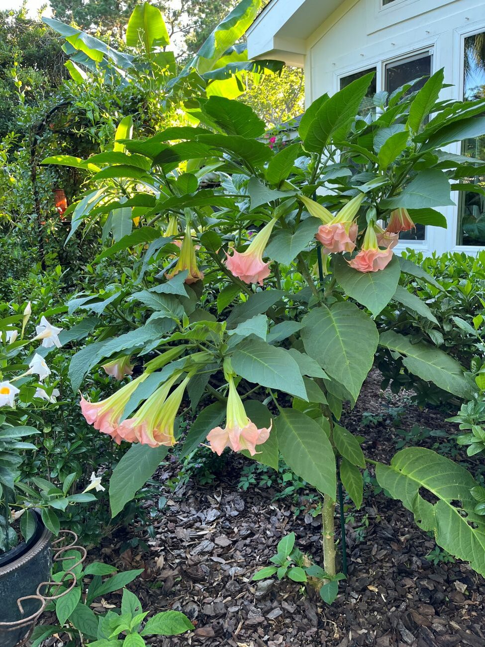 Brugmansia