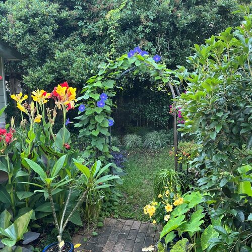 Marilyn's Zone 9 Tropical Garden - Fine Gardening