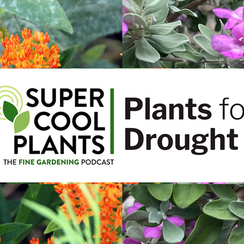 Episode 4: Plants for Drought - Fine Gardening
