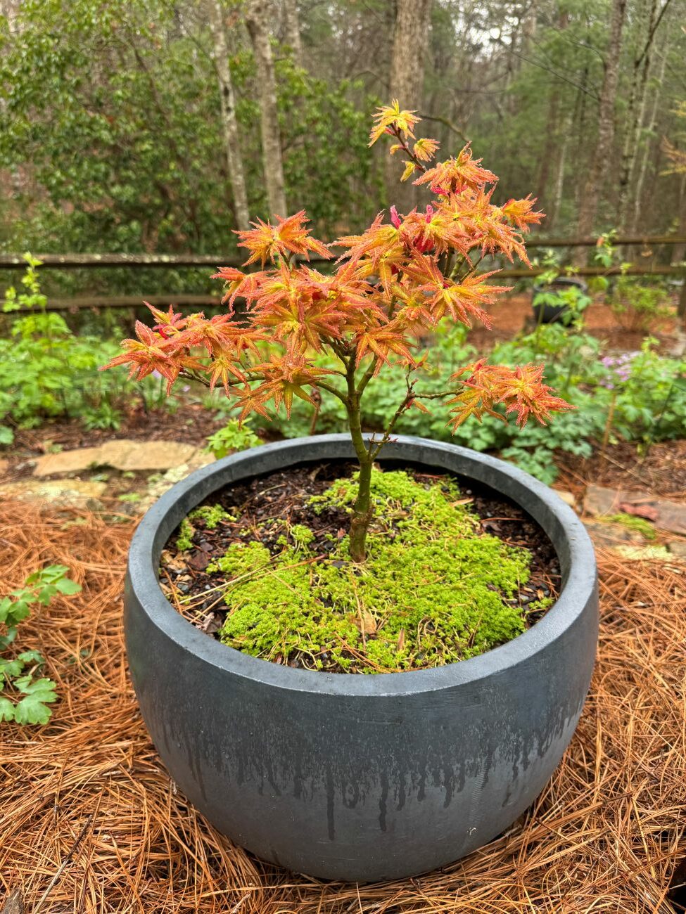 Japanese Maple 'Japanese Princess', Container garden