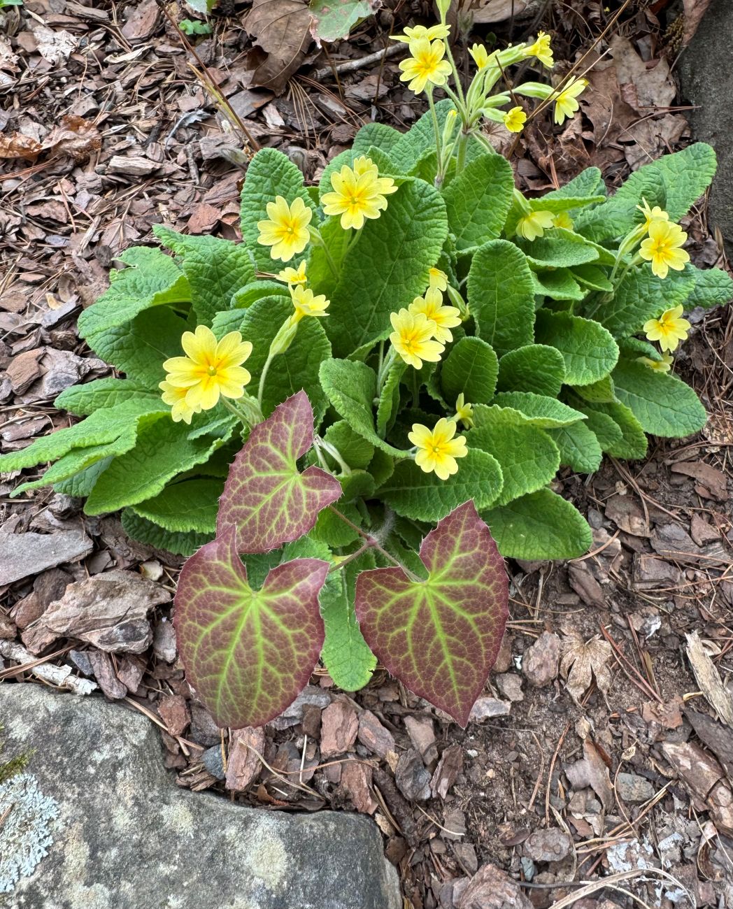 cowslip, epimedium