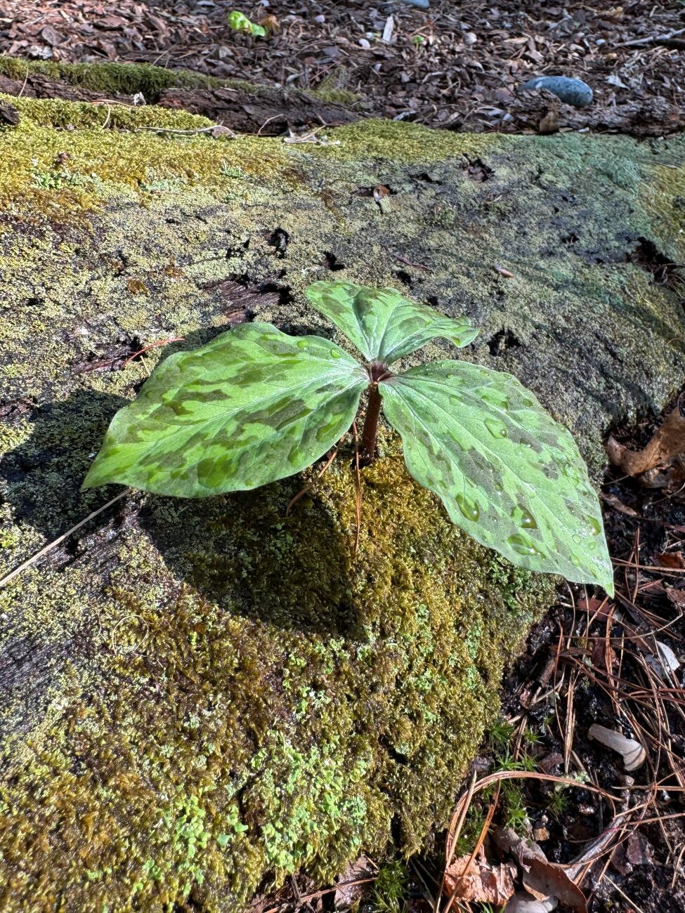 trillium