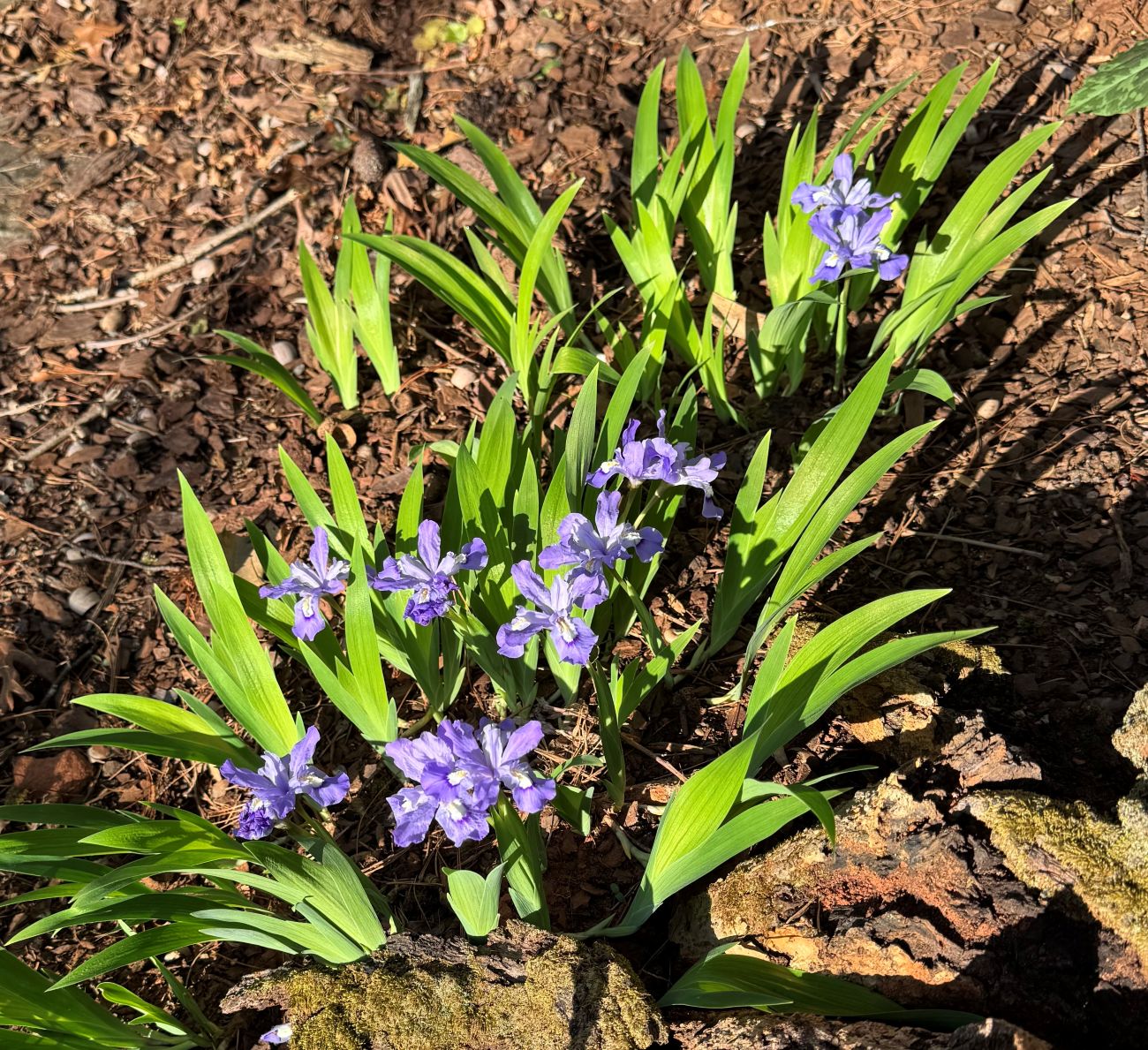 crested iris