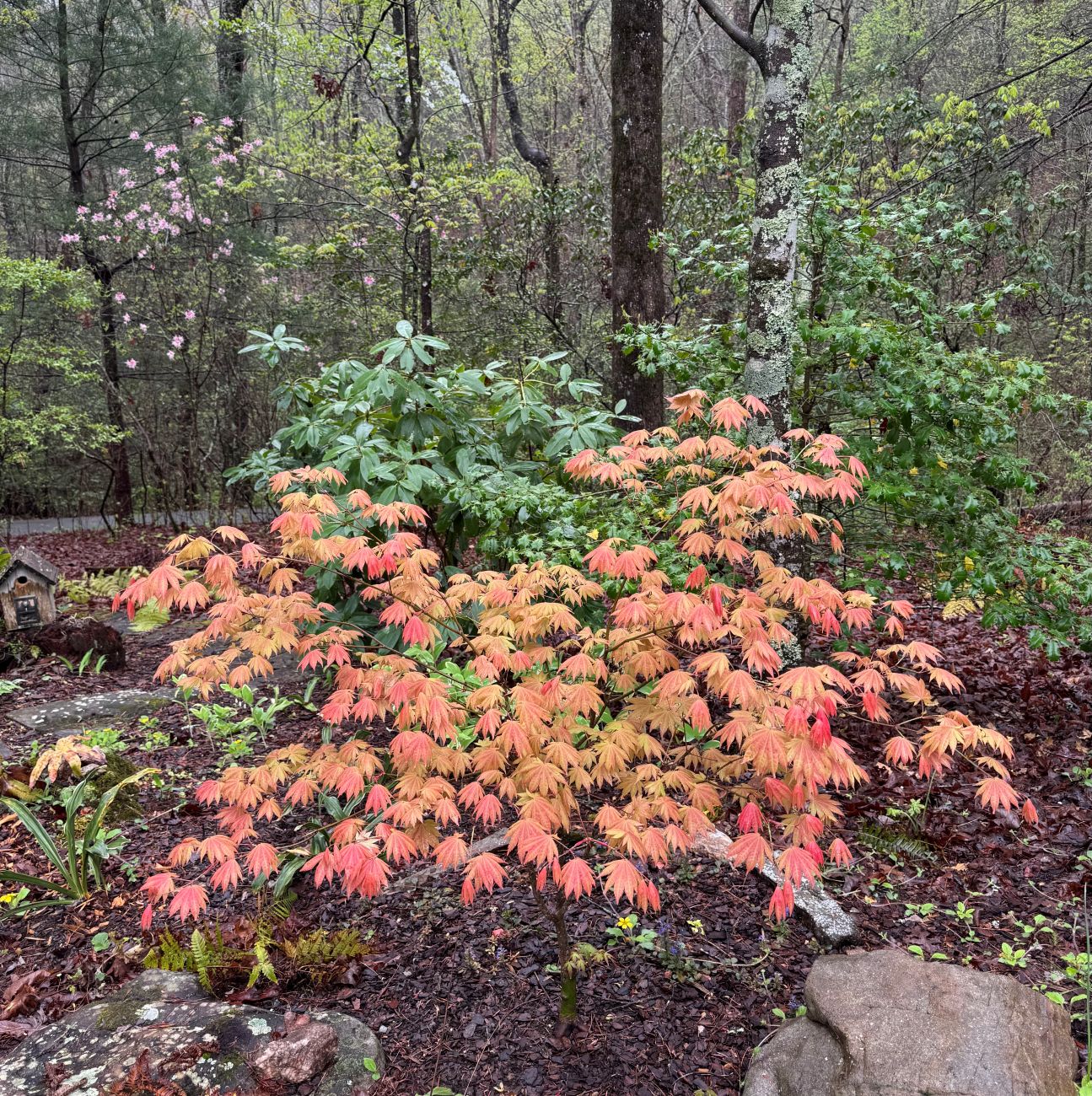 Acer shirasawanum ‘Moonrise’ Japanese Maple