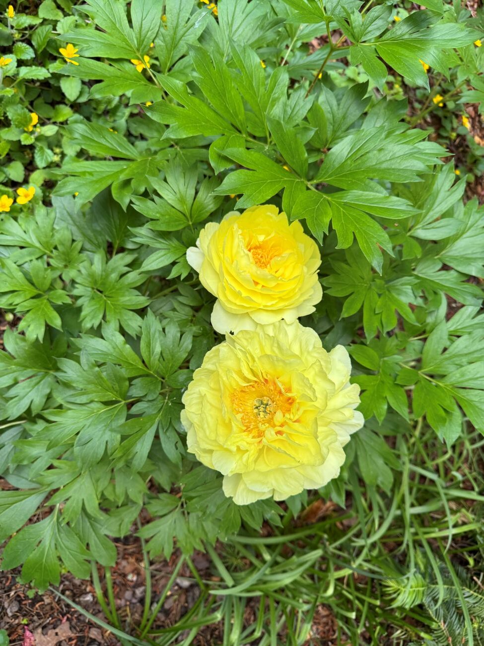 spring bulbs, peony