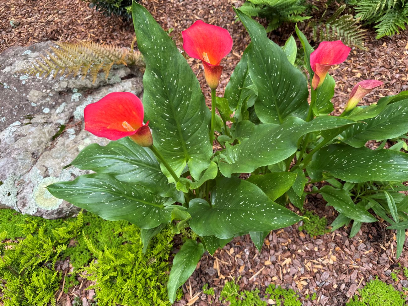 Calla lilies