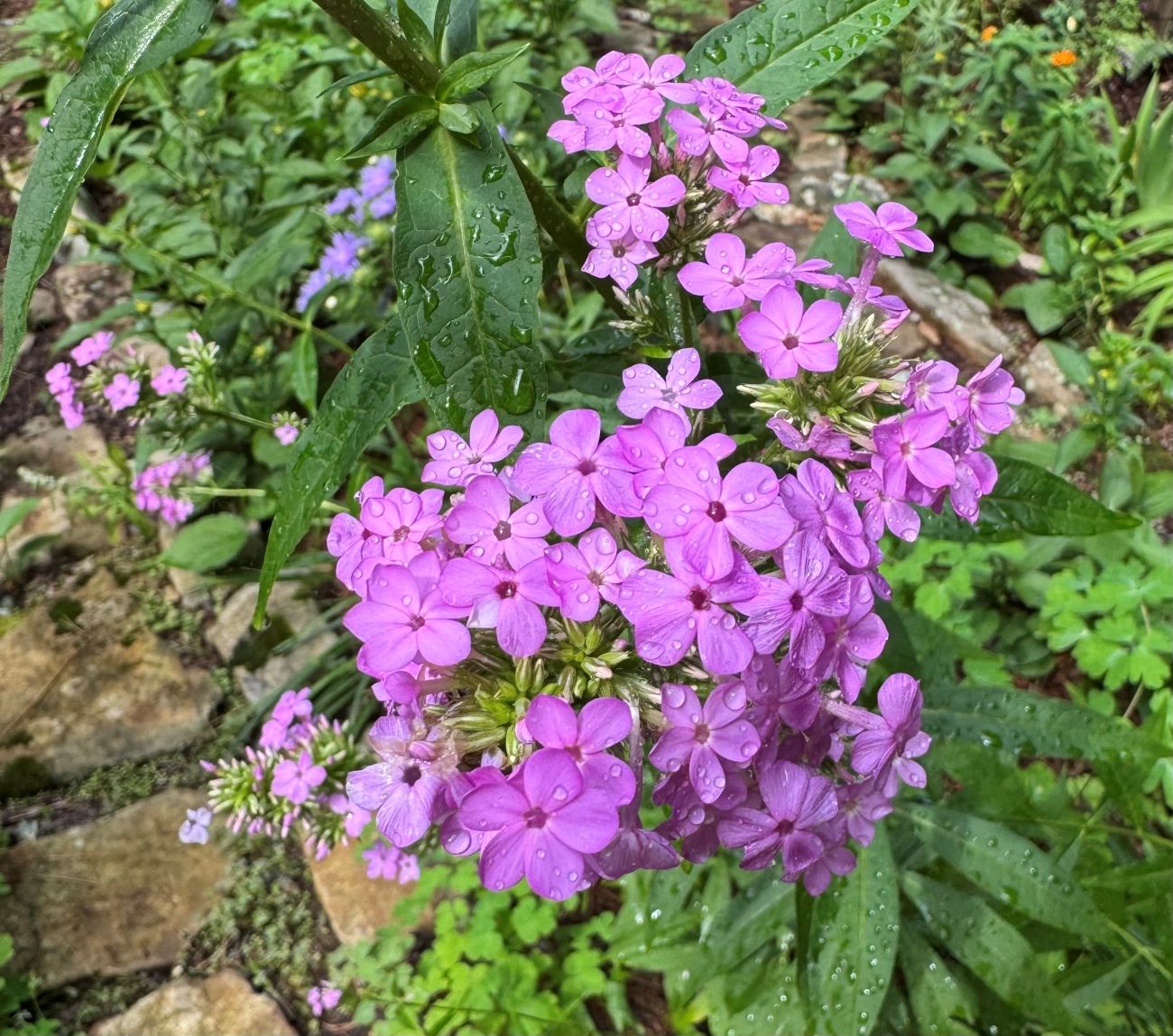 Phlox paniculata 'Jeana'