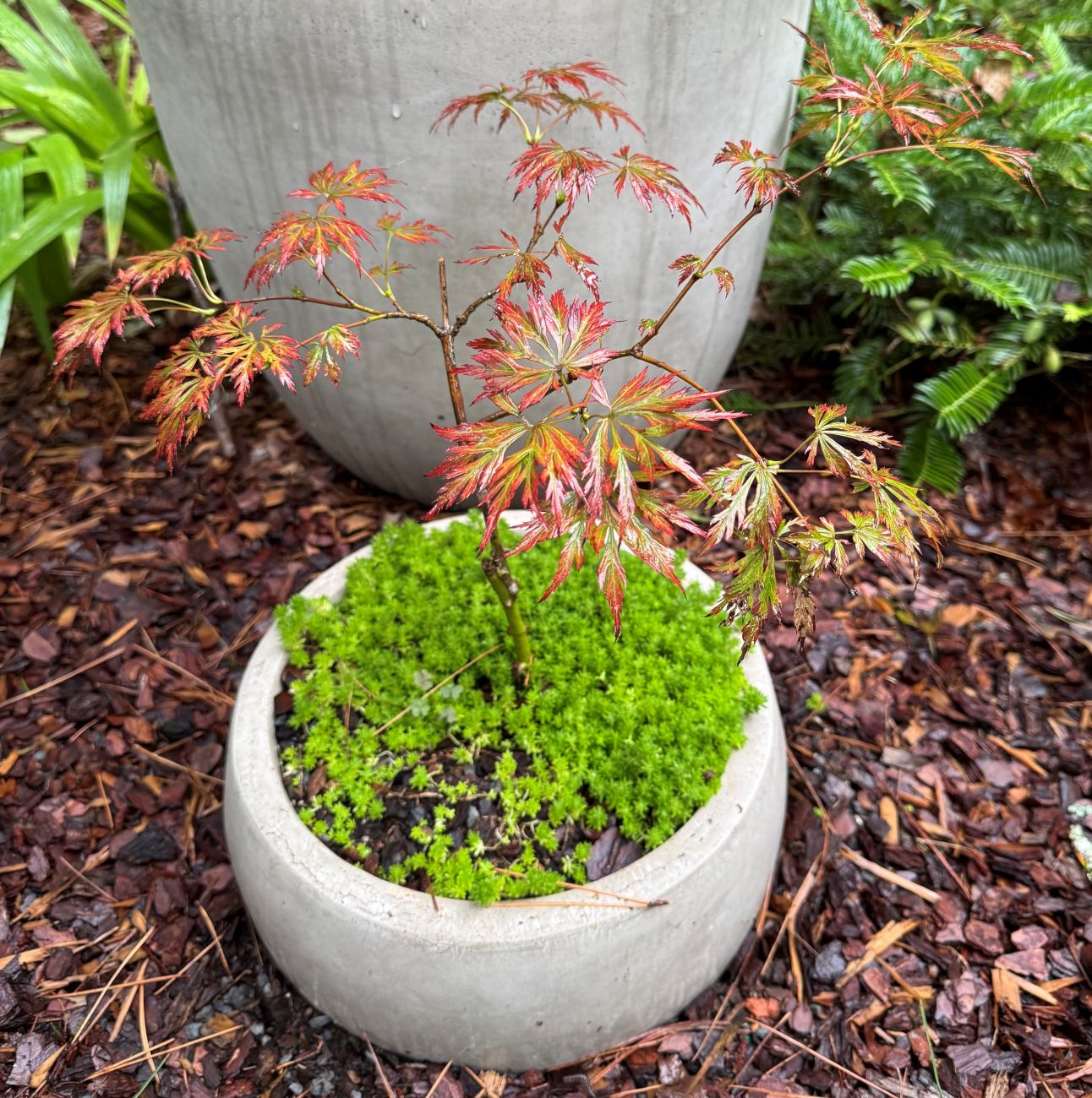 Acer shirasawanum ‘Kawaii’, container garden
