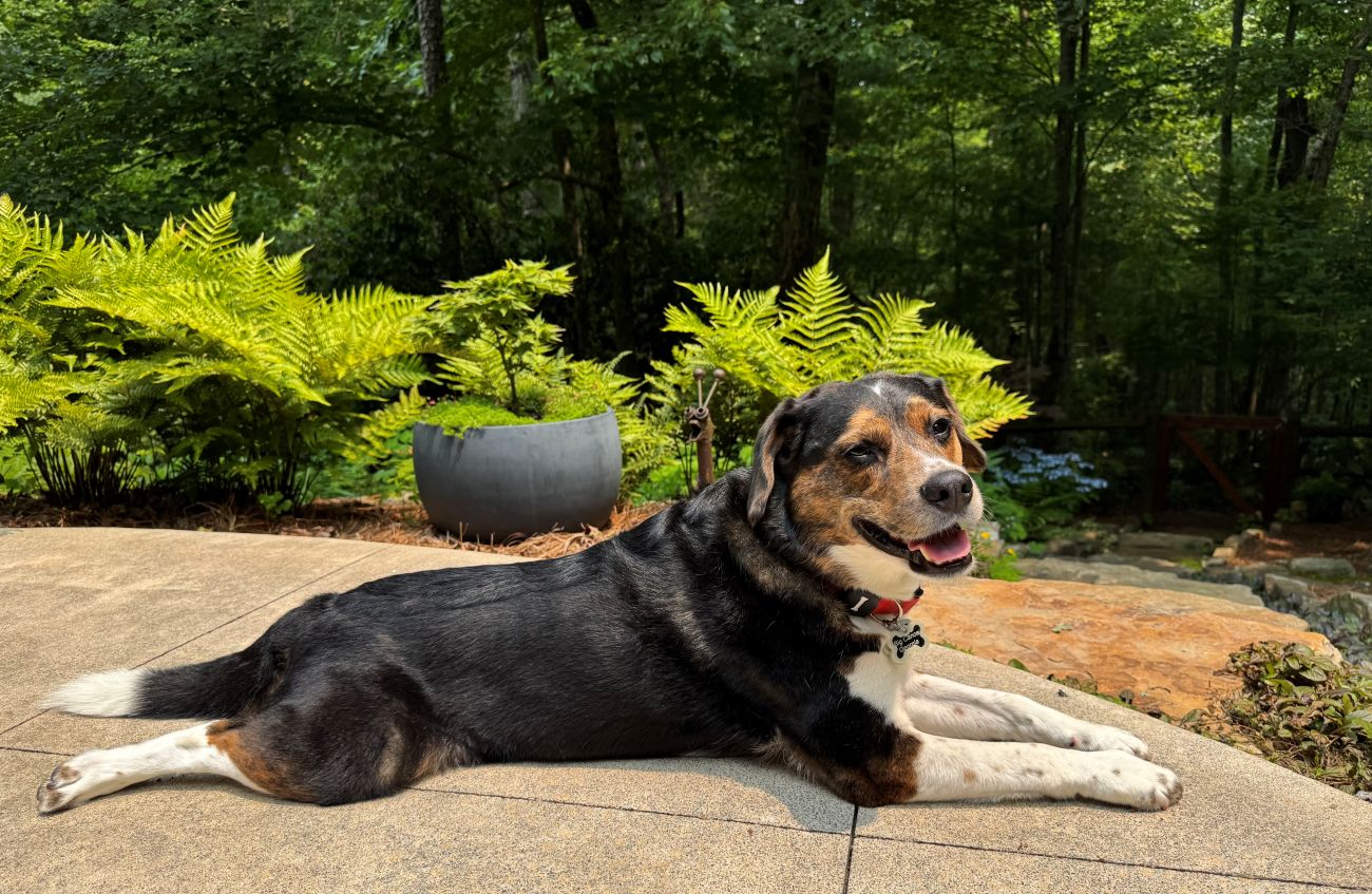 dog, garden