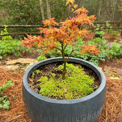 Spring Surprises in Bonnie’s Woodland Garden – Fine Gardening