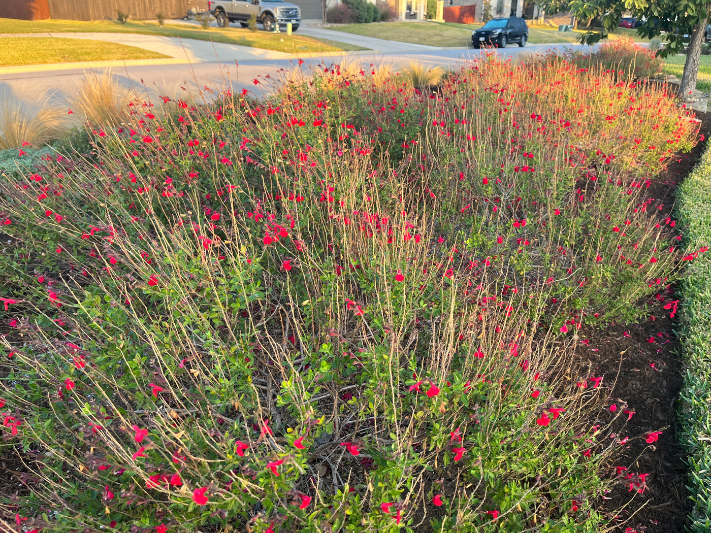 Salvia de otoño
