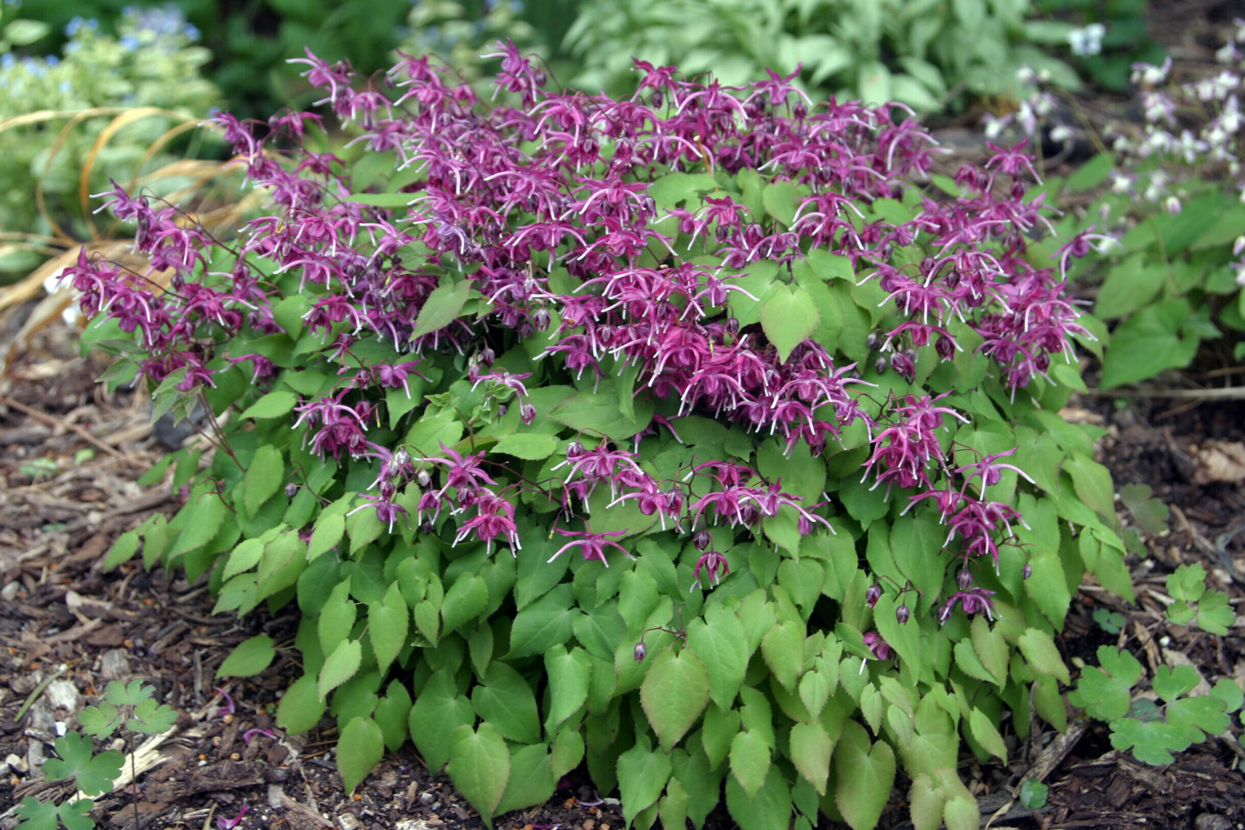 Fotografía de Epimedium Lilafee: Ed Lyon