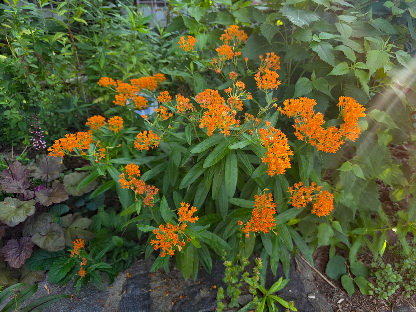 Algodoncillo de jardín Lehman