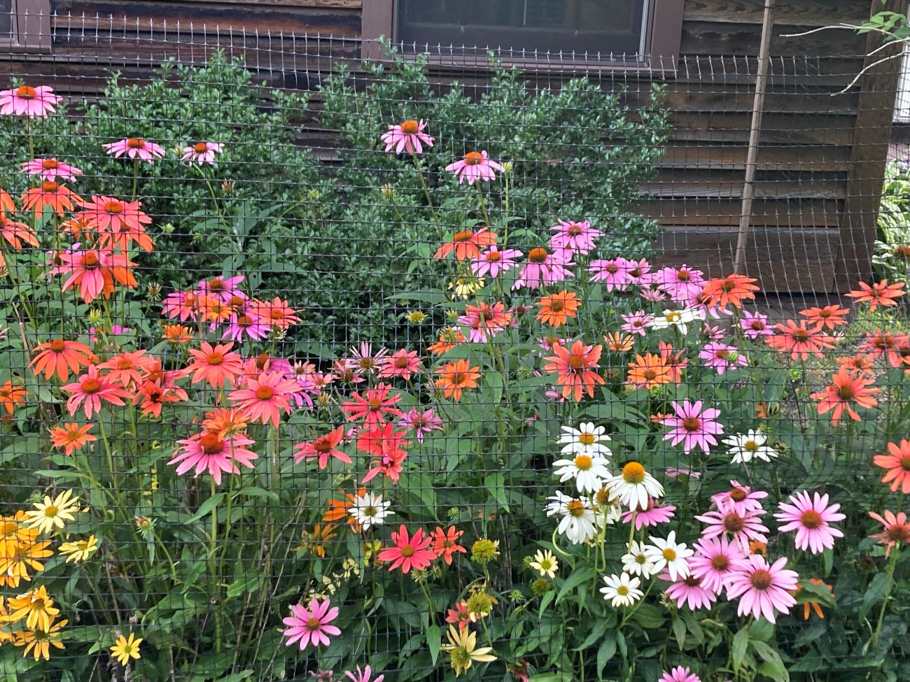 Coneflower, echinacea, border