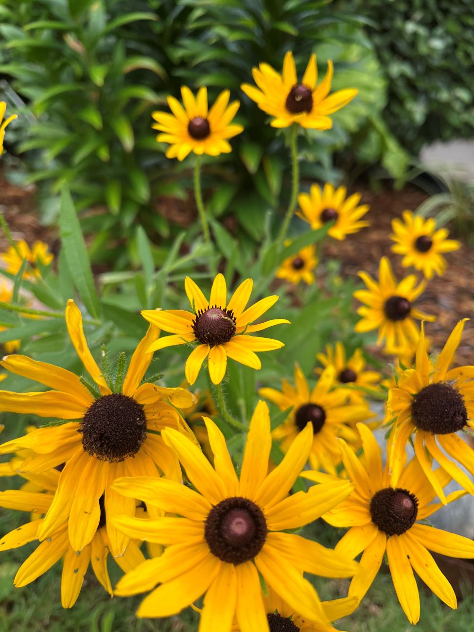 rudbeckia, black-eyed susans