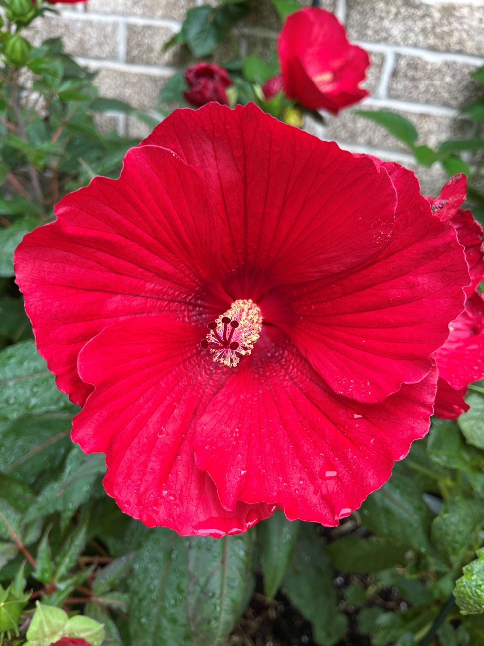 hardy hibiscus