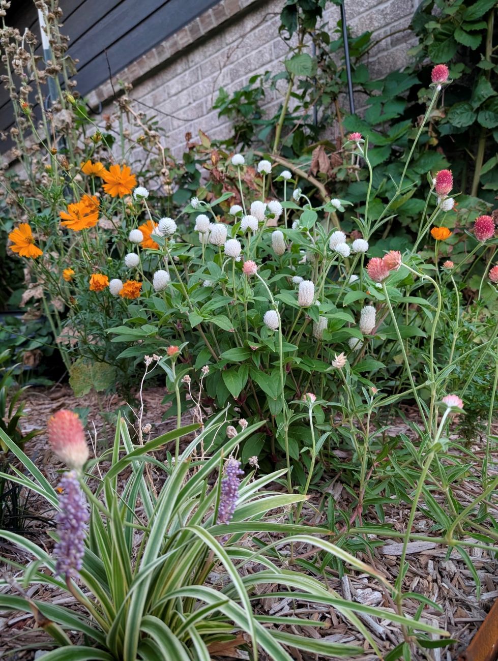 globe amaranth, Gomphrena globosa, cosmos, Cosmos bipinnatus, pollinator garden