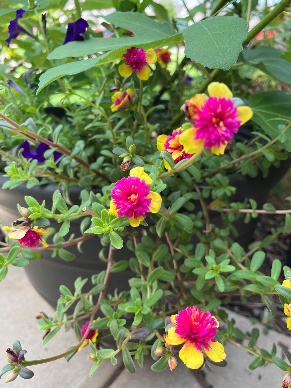 portulaca 